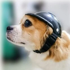 BEARSU Chien Casque Moto Toutou Casques De Sécurité Étanche À La Pluie Sunproof Protéger La Tête Casque Fournitures Pour Animaux De Compagnie Verser Petit Chien Moyen -Protection auditive et tête Soldes 2022 38401590 4