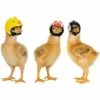 Thsinde Chapeau De Casque De Poulet Casques Pour Animaux De Compagnie Petit Casque De Poulet Oiseau Chapeau -3pcs 2 Thsinde Chapeau De Casque De Poulet Casques Pour Animaux De Compagnie Petit Casque De Poulet Oiseau Chapeau -3pcs -Protection auditive et tête Soldes 2022 58371854 1