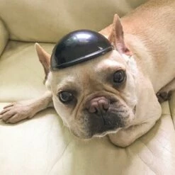 PREMIER Casque De Vélo Moto Casque D'animaux De Compagnie -Protection auditive et tête Soldes 2022 60544258 2