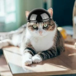 PREMIER Casque De Vélo Moto Casque D'animaux De Compagnie -Protection auditive et tête Soldes 2022 60544258 3