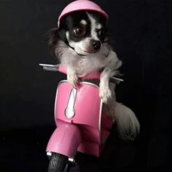 FR-LIFE BR-Vie Casque De Chien, Casquette De Débarras Casques Mignons Doux Chapeau De Sécurité Rembourré Chiot Lunettes Pour Animaux De Compagnie Chien Lunettes De Soleil Pour Chat Et Petits Chiens(4 Pouces, Rose) 10 FR-LIFE BR-Vie Casque De Chien, Casquette De Débarras Casques Mignons Doux Chapeau De Sécurité Rembourré Chiot Lunettes Pour Animaux De Compagnie Chien Lunettes De Soleil Pour Chat Et Petits Chiens(4 Pouces, Rose) -Protection auditive et tête Soldes 2022 64563326 4