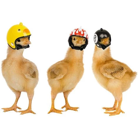 CATHERINE Casque De Poulet 4pcs, Casque De Sécurité Pour Oiseaux, Poulet De Protection De Tête De Poulet Réglable Pour Animaux De Compagnie 7 CATHERINE Casque De Poulet 4pcs, Casque De Sécurité Pour Oiseaux, Poulet De Protection De Tête De Poulet Réglable Pour Animaux De Compagnie – Image 5